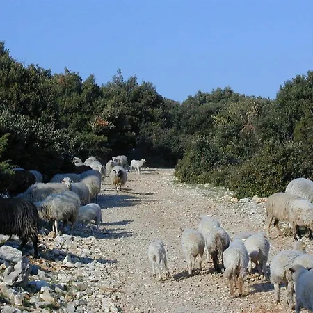 Jasmin شقة بول