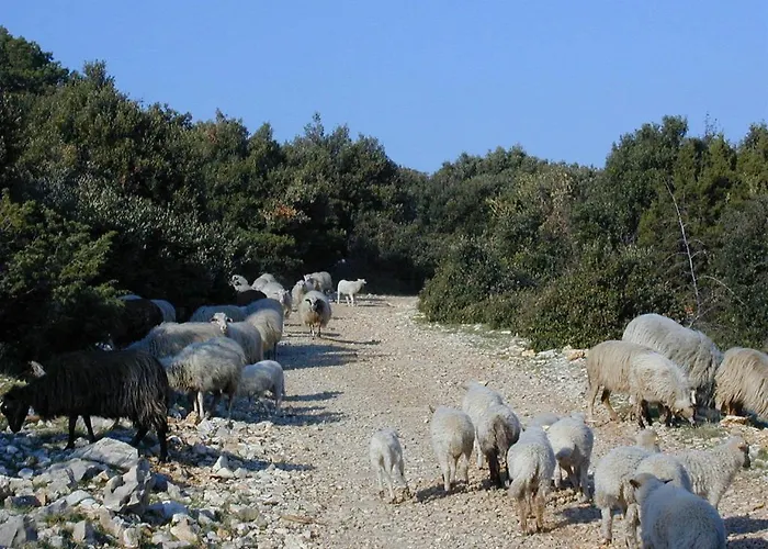 Jasmin דירה בול